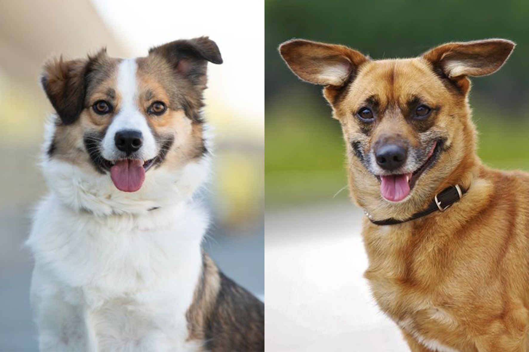 Was Für Süße Grinse-Hunde! Hannibal Und Tico Warten Im Tierheim Berlin ...