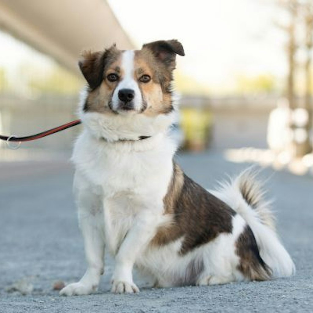 Auch Hannibal wartet im Tierheim Berlin auf ein neues Herrchen oder Frauchen.