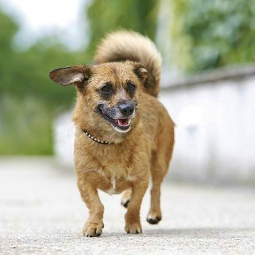 Wer gibt dem süßen Tico aus dem Tierheim Berlin ein neues Zuhause?