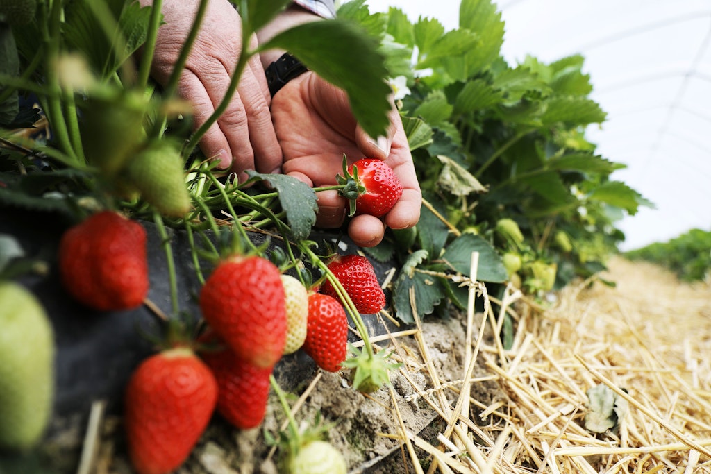 Erdbeeren selber pflücken ist in Brandenburg beliebt.
