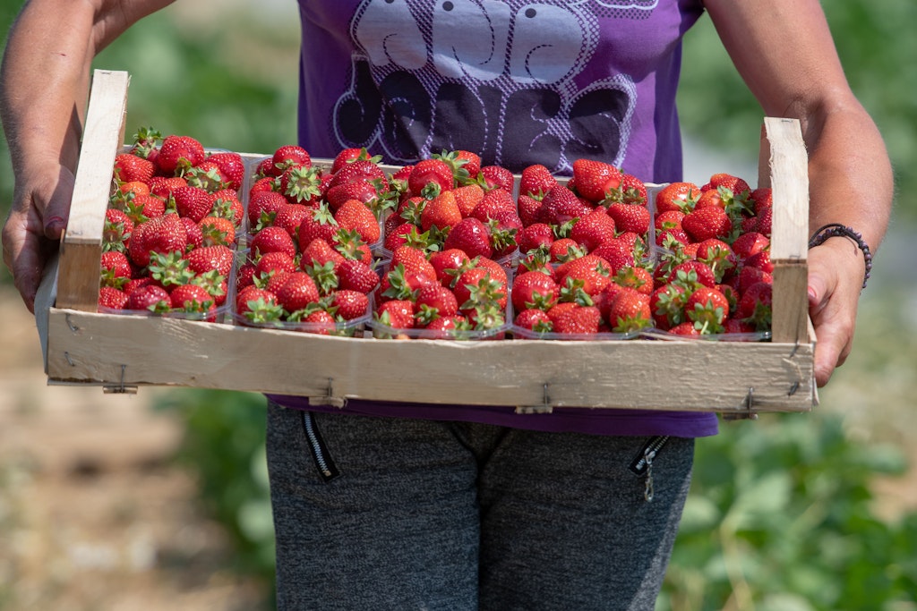 Eine Erntehelferin trägt eine Kiste mit Erdbeeren.