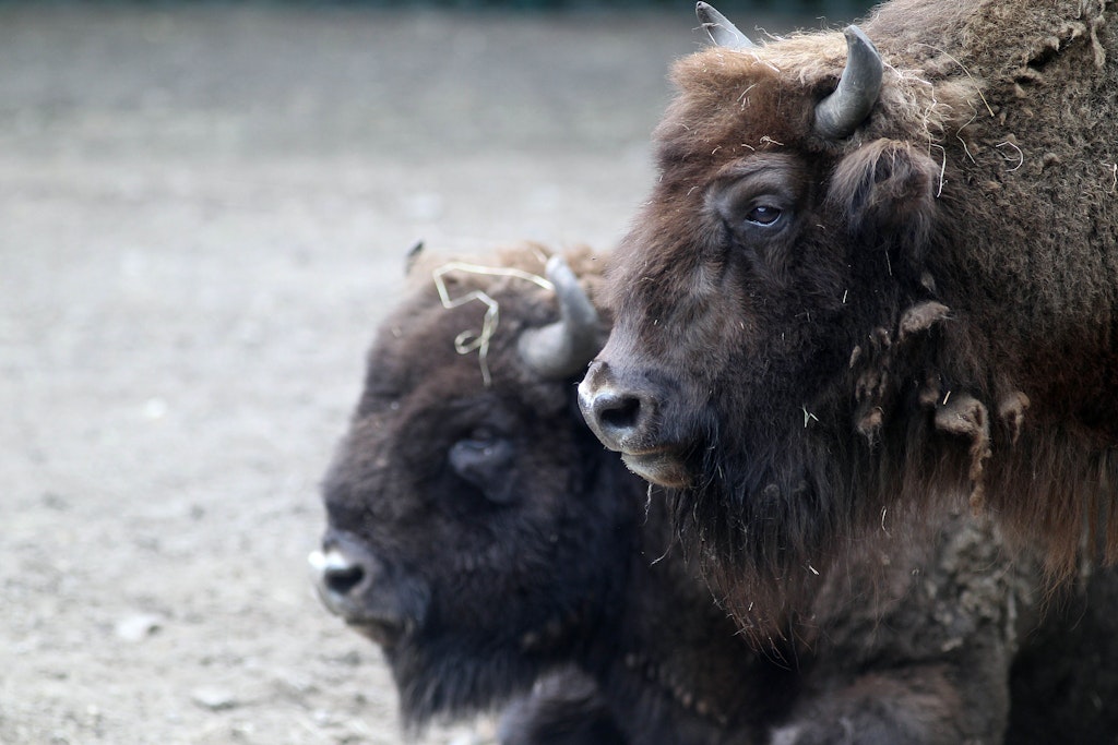 Frau und Herr Wisent: Außerhalb der Paarungszeit hat der Bulle nichts zu melden, hält sich wie hier im Hintergrund.