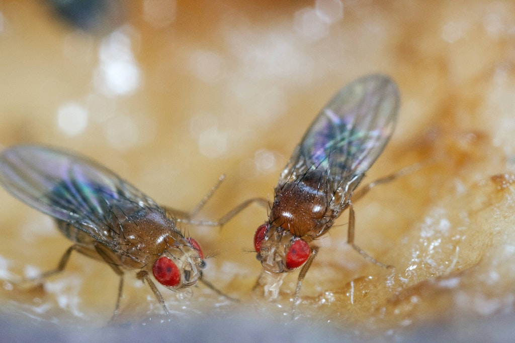 Fruchtfliegen laben sich vor allem an gärendem Obst und Gemüse – und nerven einfach.