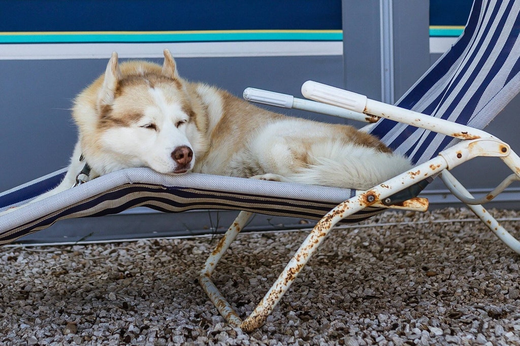 Auch Hunde sehnen sich bei dieser Hitze nach einem schattigen und kühlen Plätzchen.