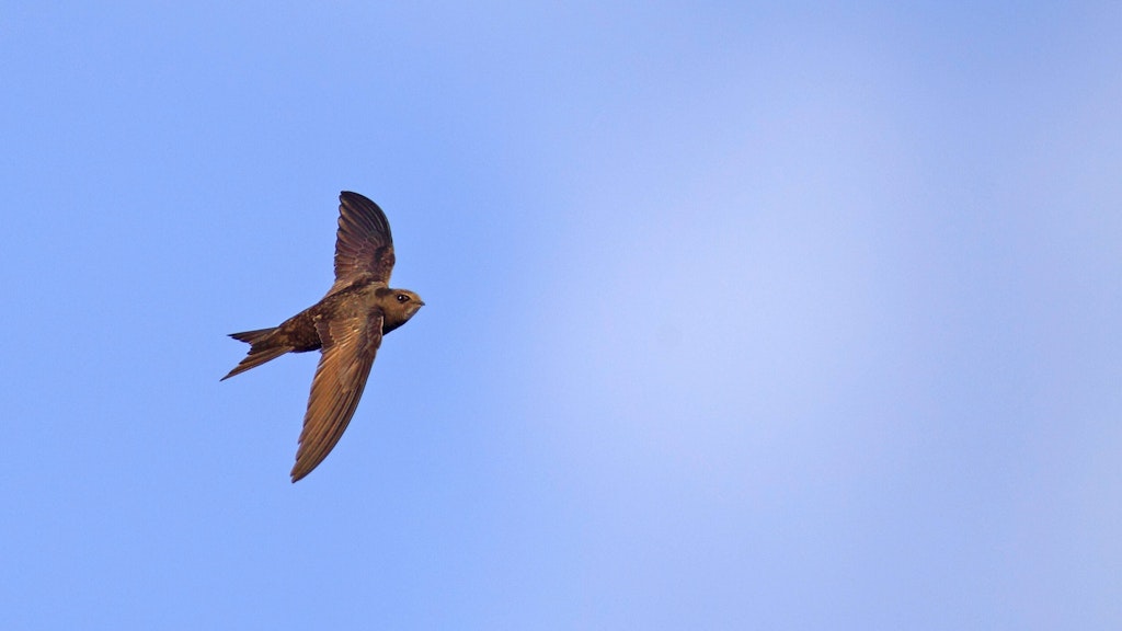 Mauersegler (Apus apus), fliegend am Himmel. Fast ihr ganzes Leben verbringen die spannenden Vögel in der Luft.