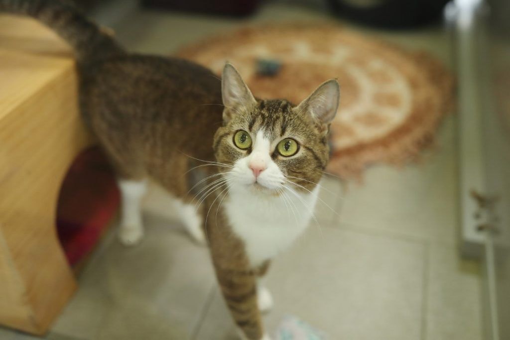 Ninja leidet unter einer Herzkrankheit - der Kater aus dem Tierheim Berlin sucht nun ein neues Zuhause.