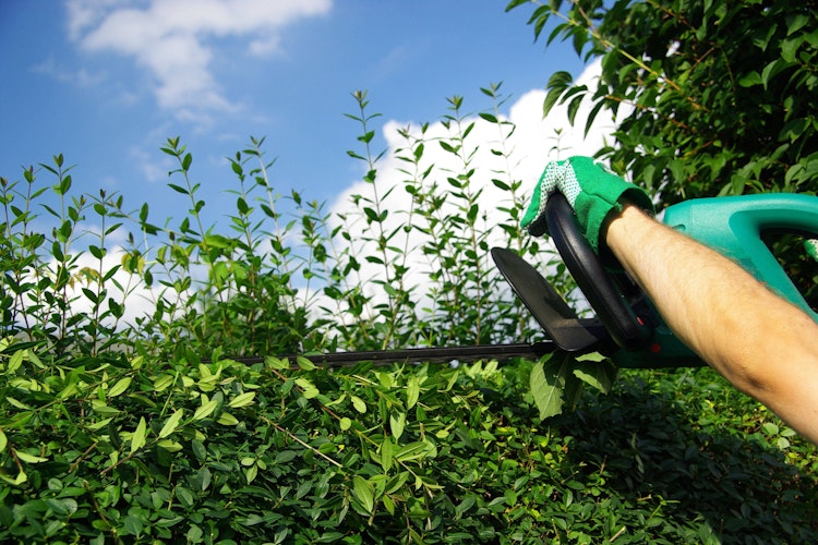 Wann darf ich meine Hecke schneiden? Warum Sie Hecken und Sträucher