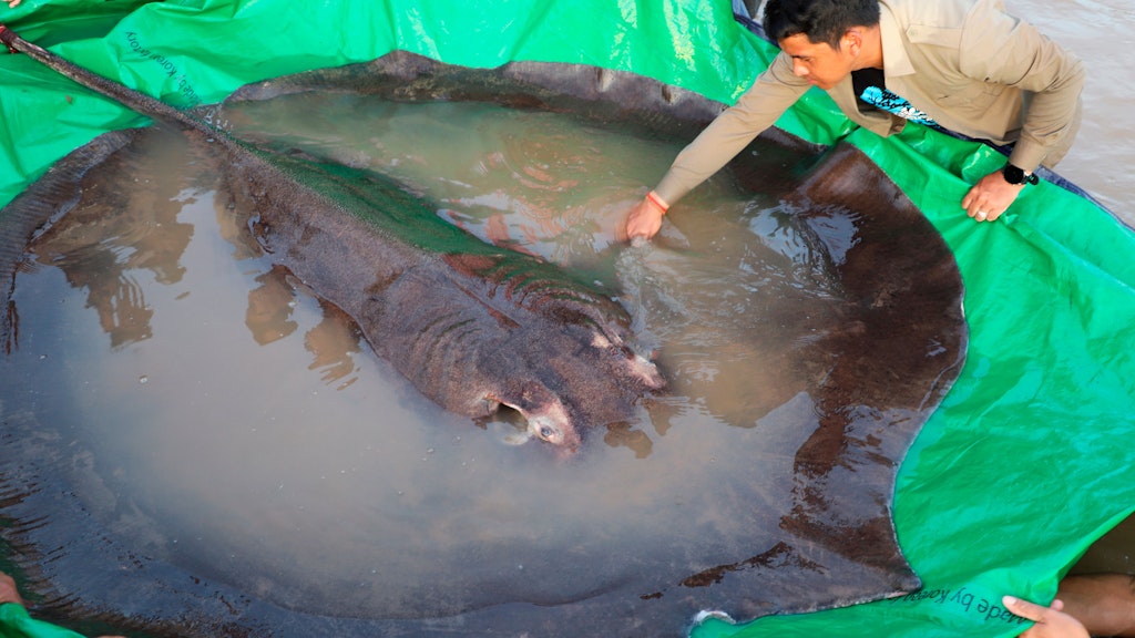 Der gefangene Süßwasserstechrochen kurz bevor er in der nordöstlichen Provinz Stung Treng wieder im Mekong-Fluss ausgesetzt wird.