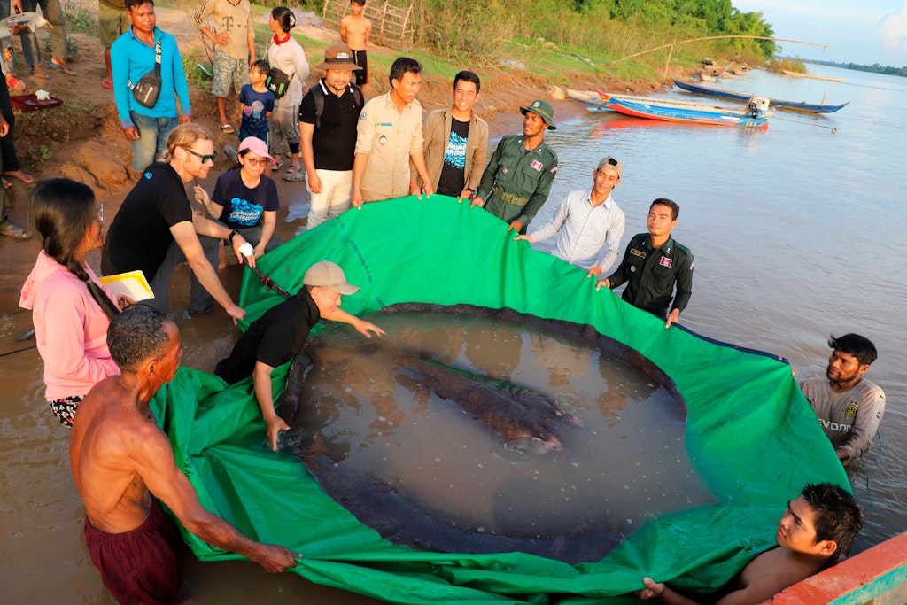 Ein Team kambodschanischer und amerikanischer Wissenschaftler entlässt zusammen mit Beamten der Fischereibehörde einen riesigen Süßwasserstechrochen wieder in den Mekong. Ein Fischer hat im Mekong in Kambodscha den größten jemals registrierten Süßwasserfisch der Welt gefangen. Bei dem Tier handele es sich um einen fast vier Meter langen und knapp 300 Kilogramm schweren Riesen-Süßwasserstechrochen.