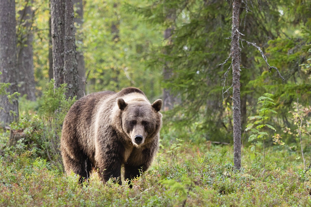 Braunbär (Symbolbild)