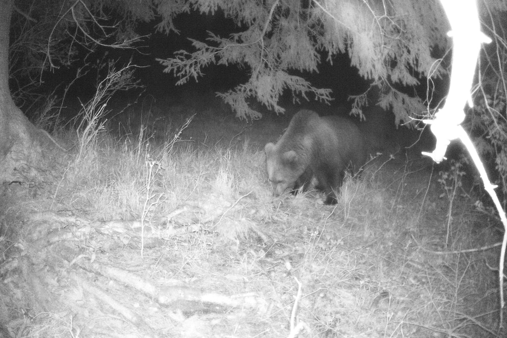 Eine Wildtierkamera nahm am 02.05.2022 im Landkreis Garmisch-Partenkirchen diesen Braunbären auf.