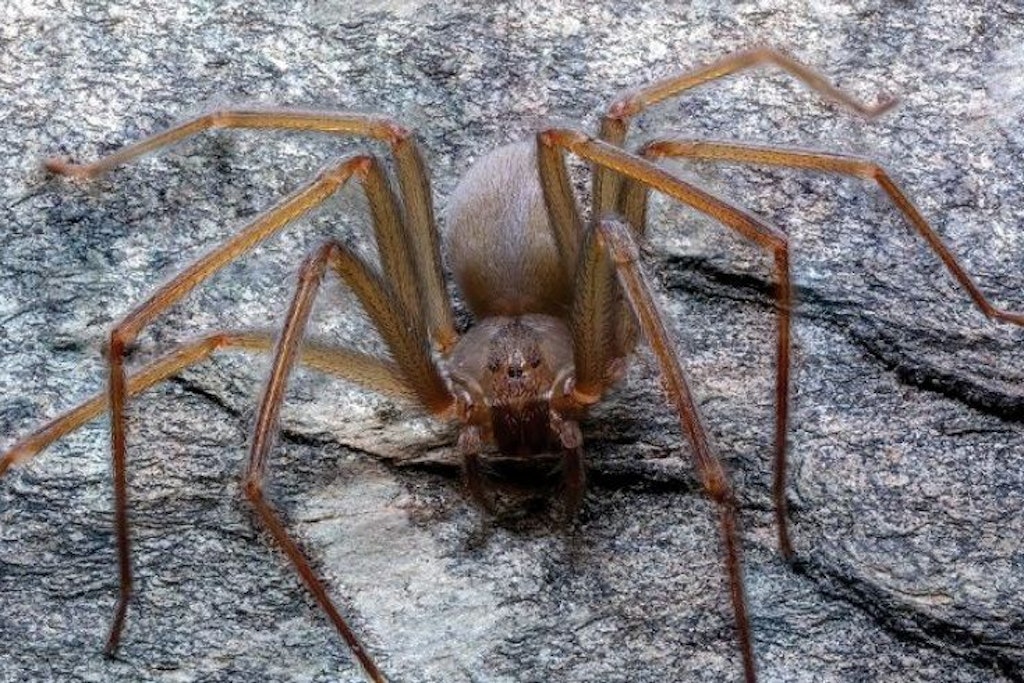 Das Gift der s. g. Geigenspinne ist hochgefährlich. Es zersetzt Fleisch.