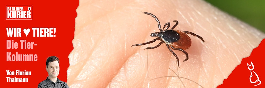 Wer in der Natur unterwegs ist, sollte danach den ganzen Körper auf Zecken untersuchen.