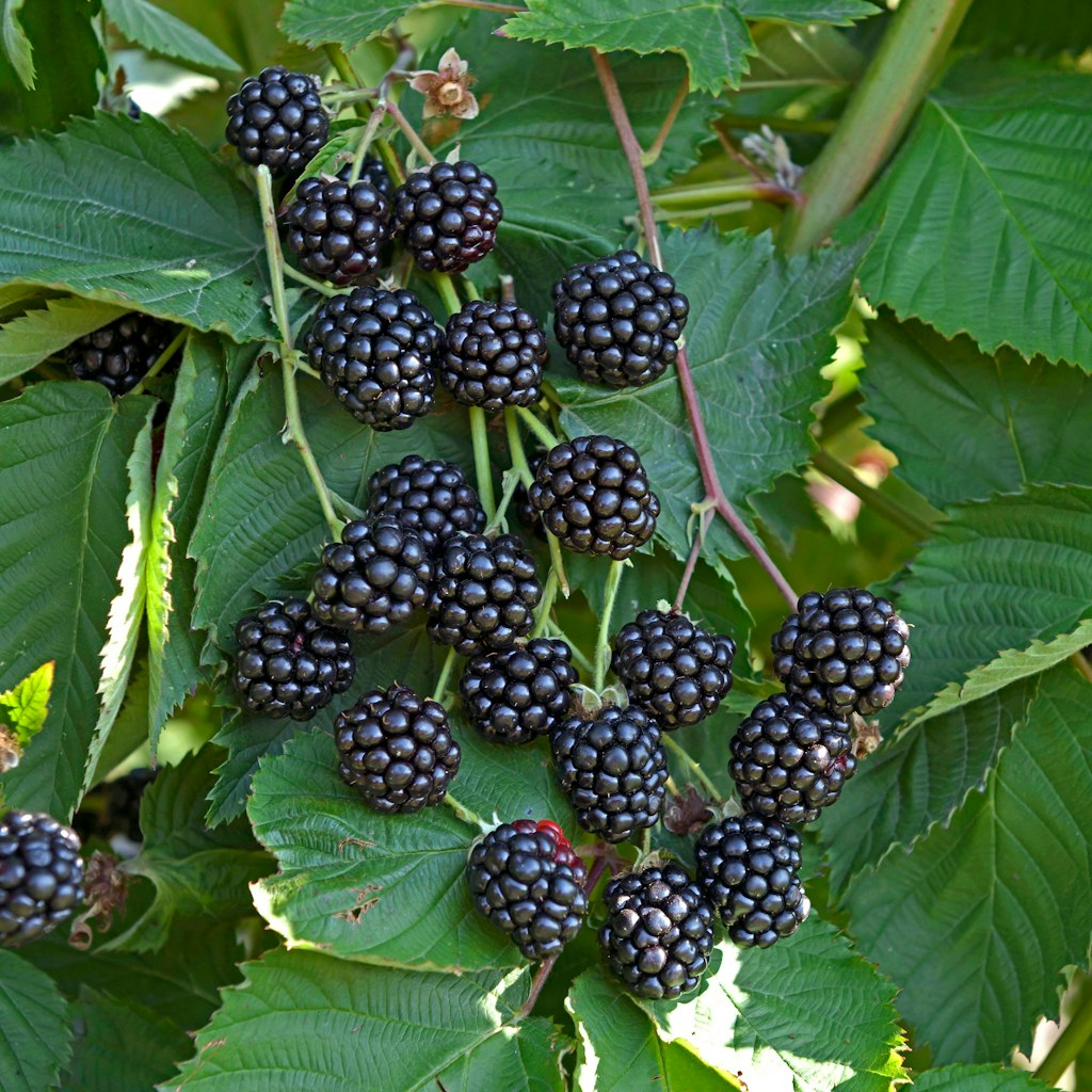 Brombeeren schmecken direkt vom Strauch oder im Eisbecher. Und auch im Obstkuchen sind sie ein Genuss.