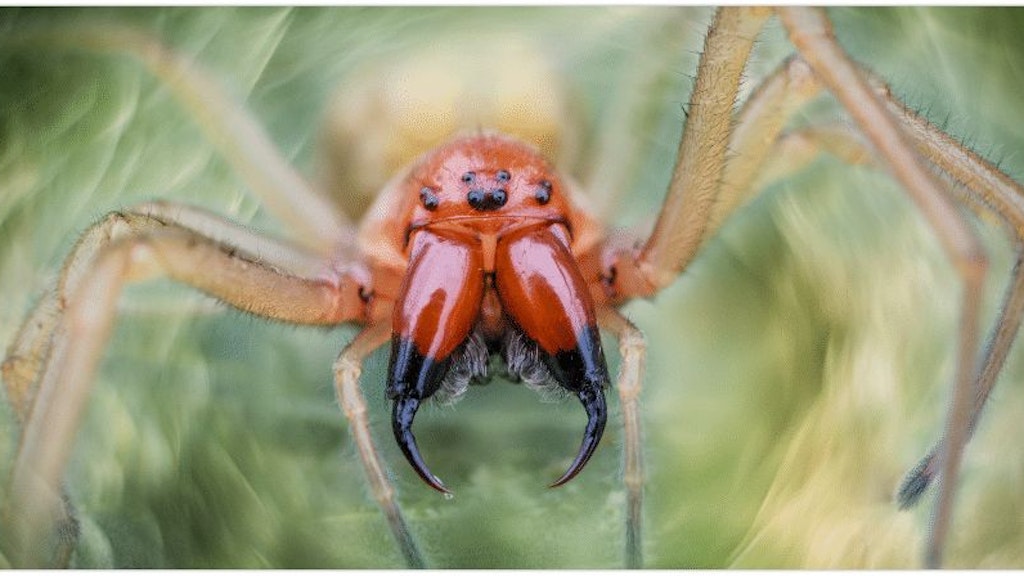 Die Ammen-Dornfingerspinne ist in Deutschland auf dem Vormarsch. Und sie ist giftig. Normalerweise ist die Spinne im Mittelmeerraum anzutreffen. Allerdings lässt sich das nachtaktive Tier in Häusern kaum blicken.