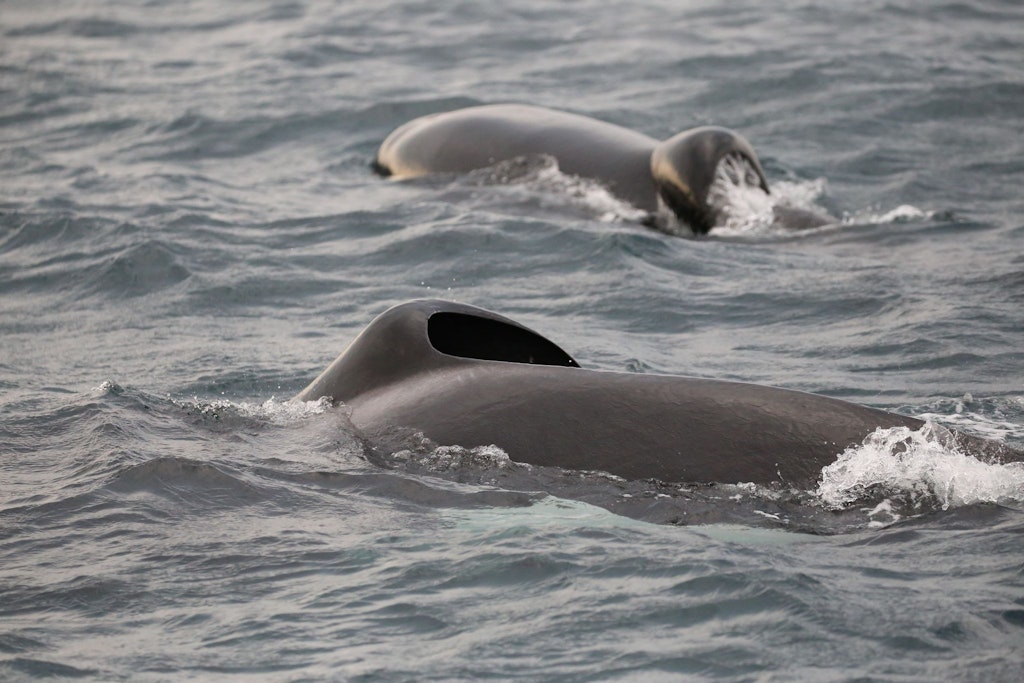 In Südafrika vertreibt dieses Orca-Pärchen Weiße Haie aus ihrem angestammten Lebensraum. Es tötet sie auch.