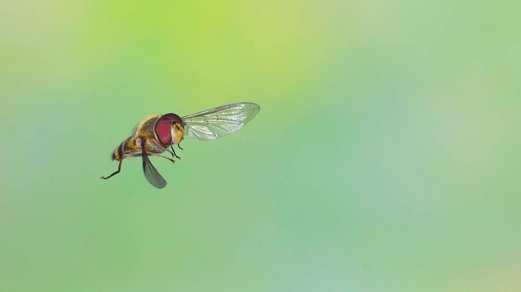 Fliegen werden vor allem durch Lebensmittelreste in der Wohnung angezogen.