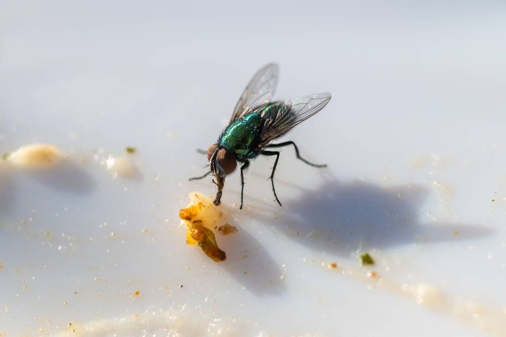 Fliegen in der Wohnung sind immer lästig. Wir verraten, wie Sie sie wieder loswerden.