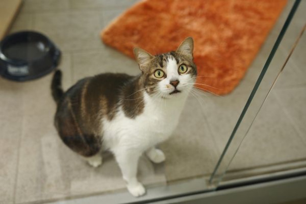 Kater Mio wartet im Tierheim Berlin auf ein neues Zuhause.