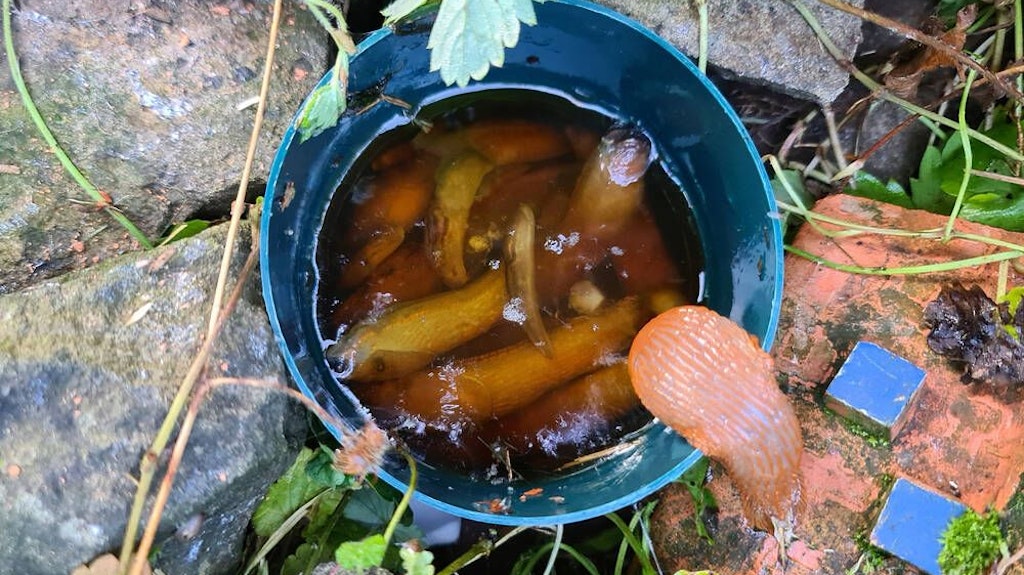 Nacktschnecken im Garten kann man mit einer Bierfalle zu Leibe rücken. Optimal ist das aber nicht.