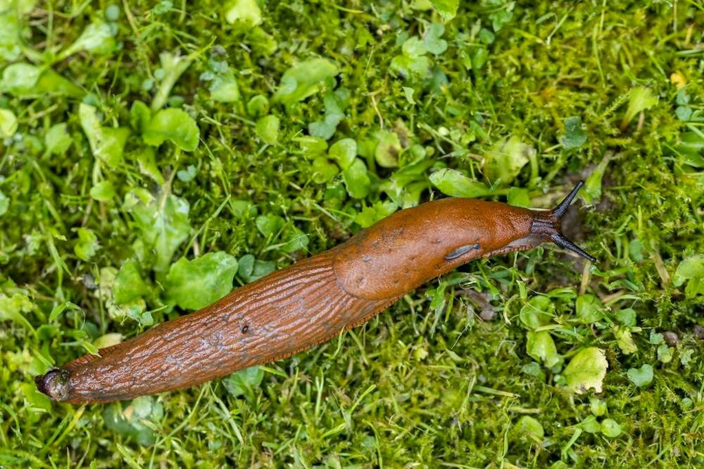 Wer Nacktschnecken im Garten hat, kann sie mit Kronkorken von Beeten und Blumentöpfen fernhalten.