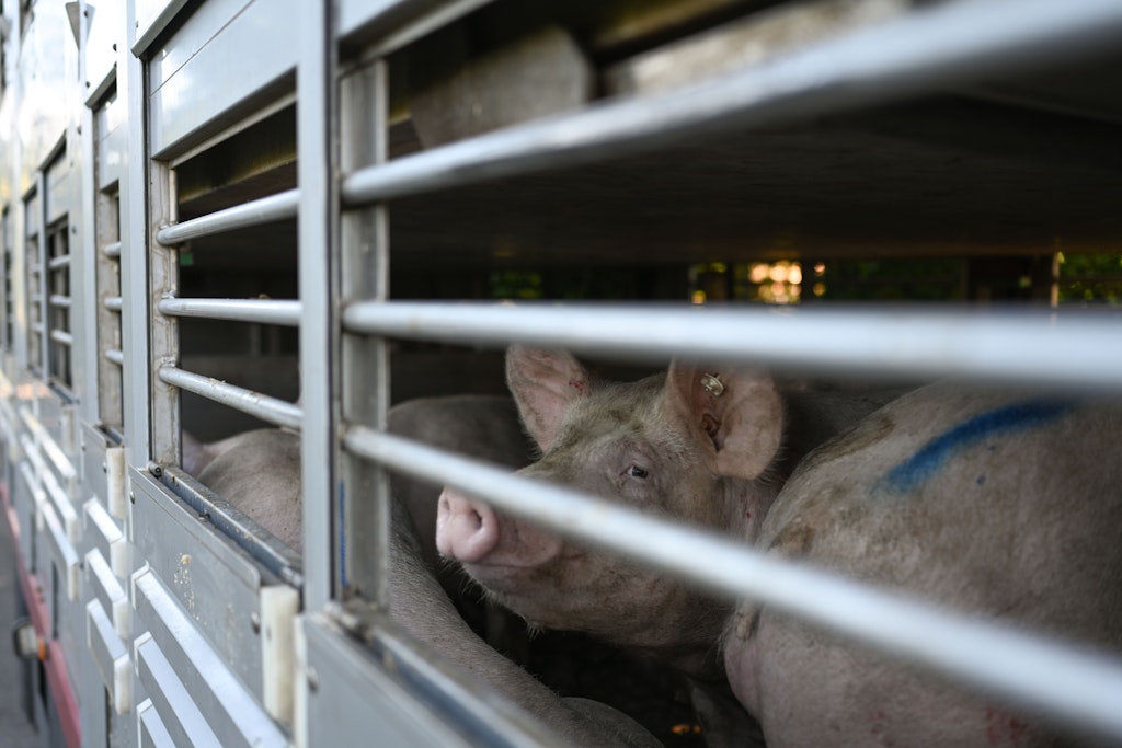 Die Seuche greift weiter um sich. Infizierte Schweine warten in einen Anhänger auf den Transport zum Schlachthof.