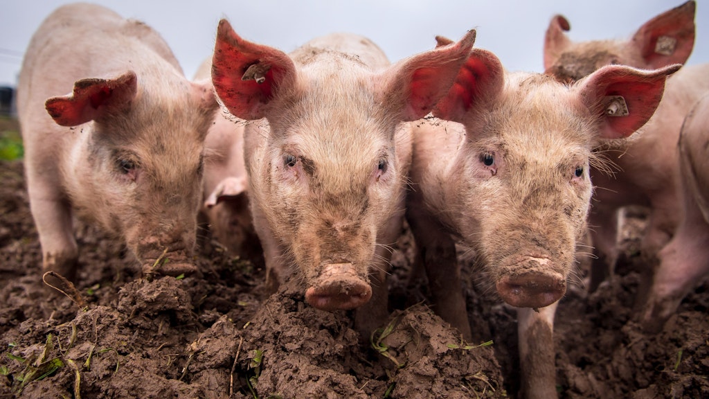 Die Tierseuche ist eine schwere Virusinfektion. Für Wild- und Hausschweine endet sie meist tödlich.