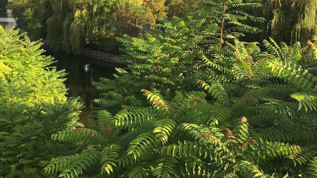 Die aus China stammenden Götterbäume breiten sich in Berlin überall aus - wie hier zwischen dem Park am Gleisdreieck und dem Elise-Tilse-Park aus.