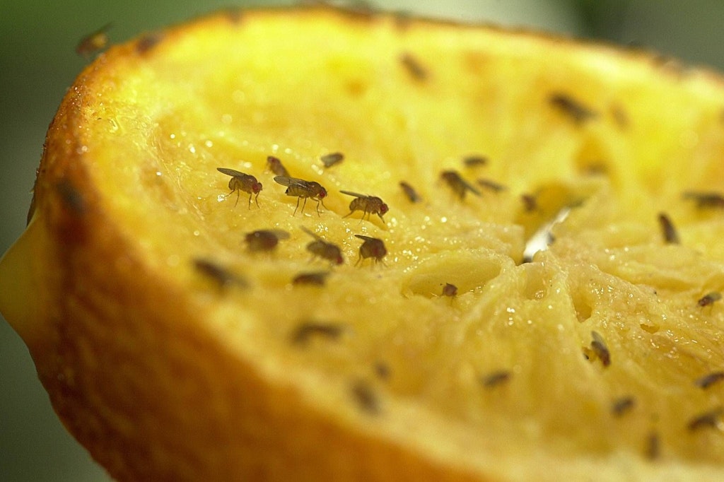 Obstfliegen in der Wohnung sind lästig, aber ungefährlich. Wer die Fruchtfliegen loswerden will, kann dafür Hausmittel anwenden.