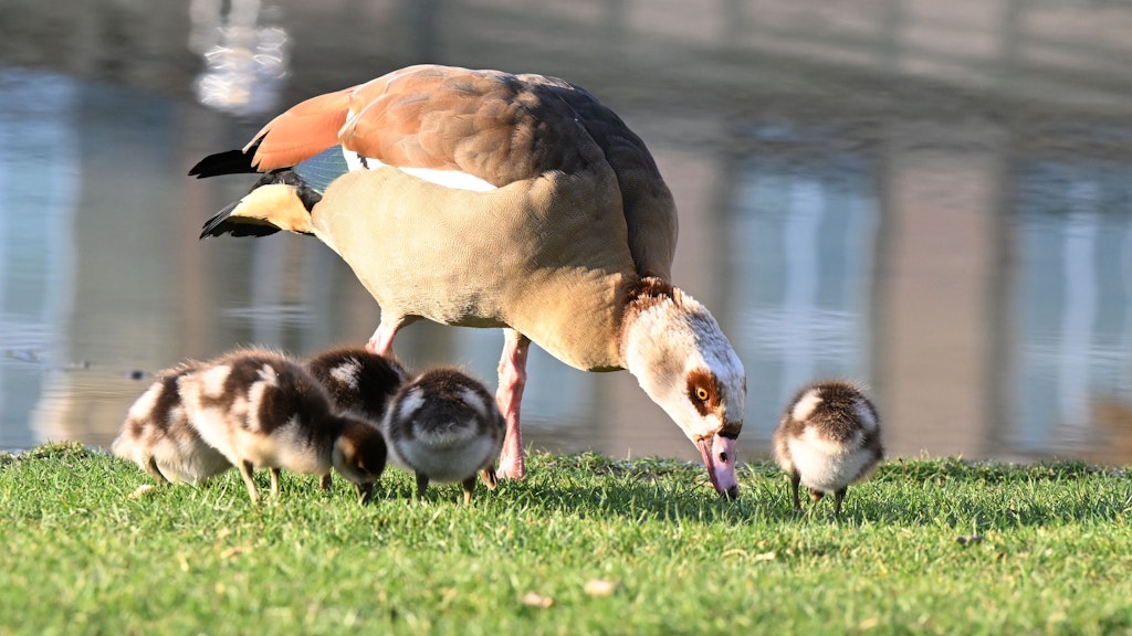 Eine Nilgans mit ihren Kücken: 2015 wurde der aus Ägypten stammende Vogel erstmals in Berlin nachgewiesen.