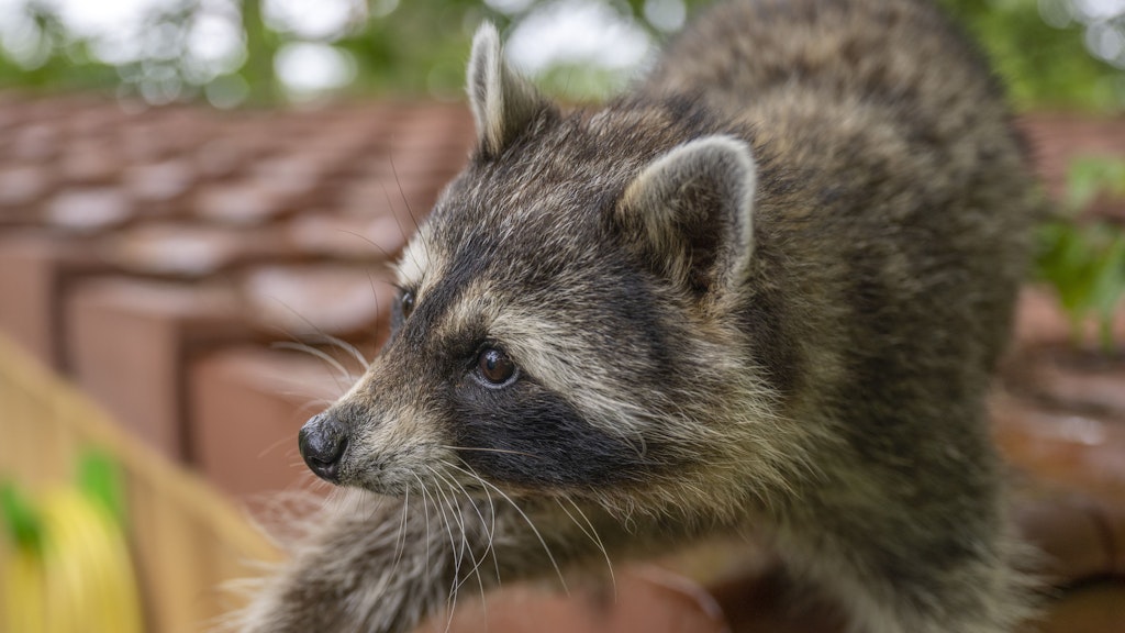 Er macht gerne Dächer unsicher: So niedlich der Waschbär auch aussieht, ist er dennoch ein tierischer Plagegeist.