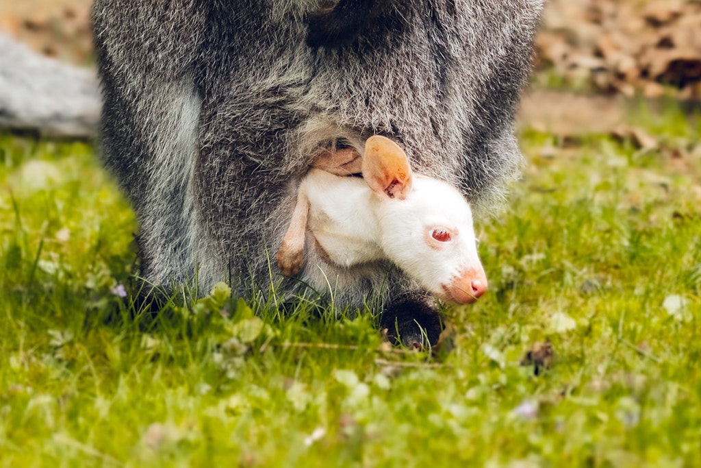 Diesem weißen Känguru im Tierpark Sababurg geht es gut. Ein Artgenosse wurde nun auf der Autobahn erlegt.