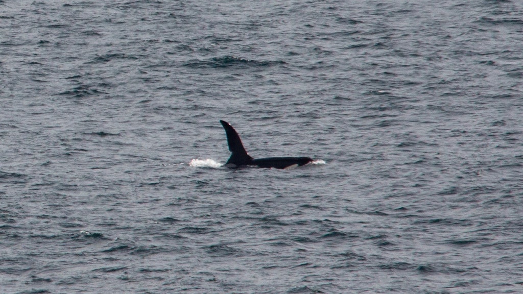 Ein Orca schwimmt vor der Südwestküste Englands. (Symbolbild).