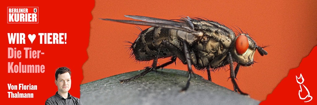 Stubenfliegen sind harmlos - aber sie können trotzdem gewaltig nerven.