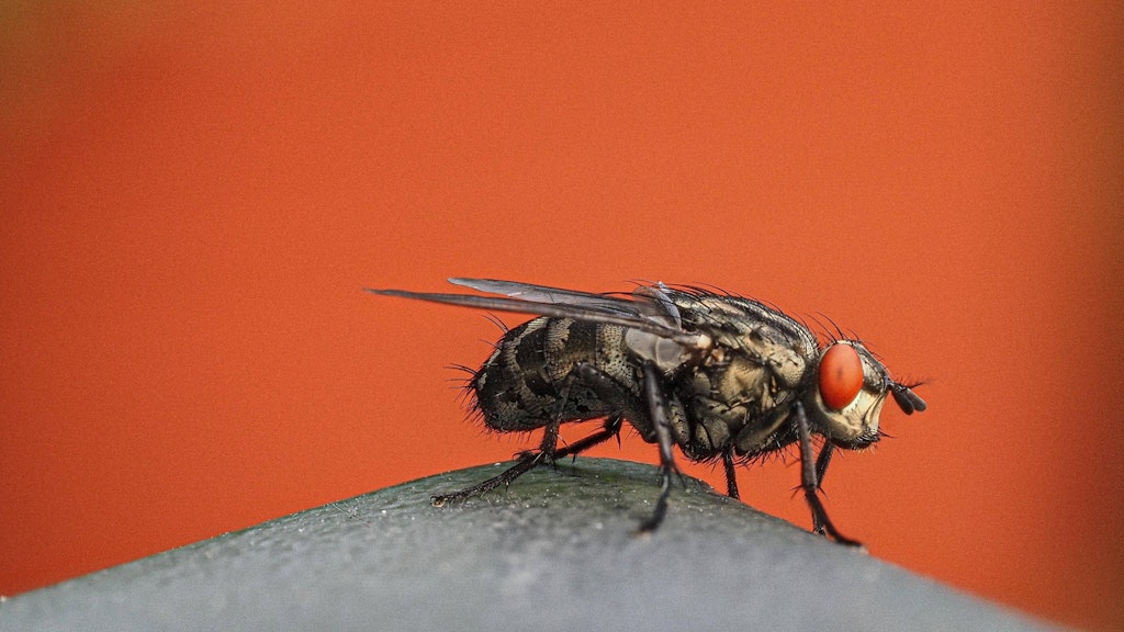 Die Stubenfliege verirrt sich gern in Wohnungen - und nervt dann gewaltig. Aber: Das Tier hat auch faszinierende Eigenschaften.