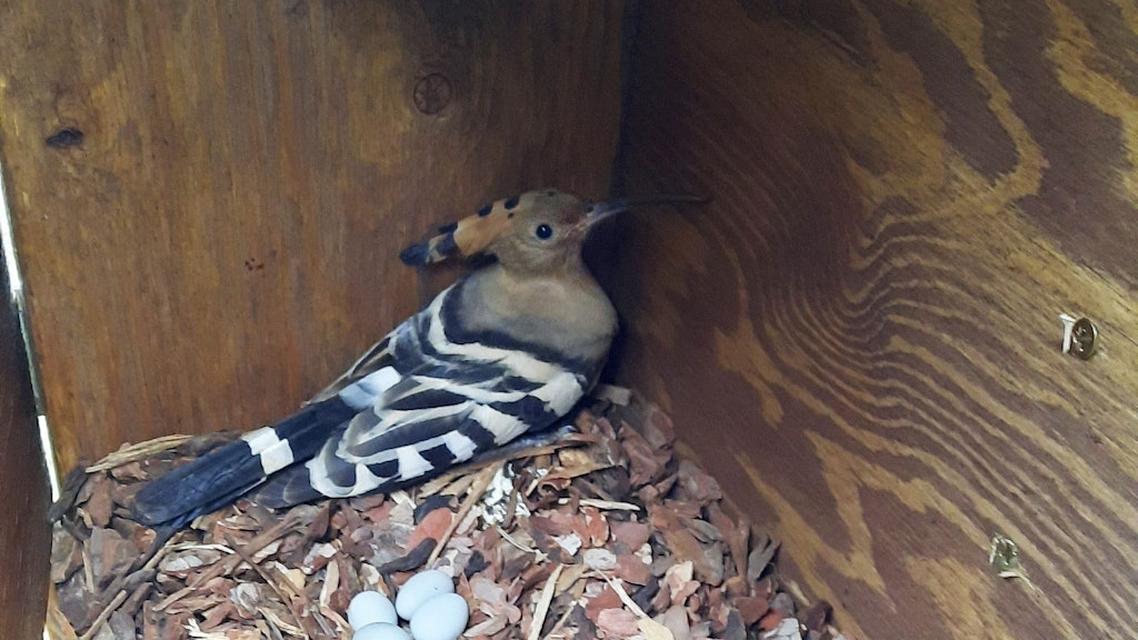 Gleich vier Eier brütete ein Wiedehopf in diesem Nest aus.