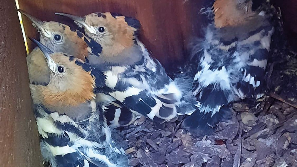 Jungvögel in Berlin. Der Wiedehopf ist zurück.
