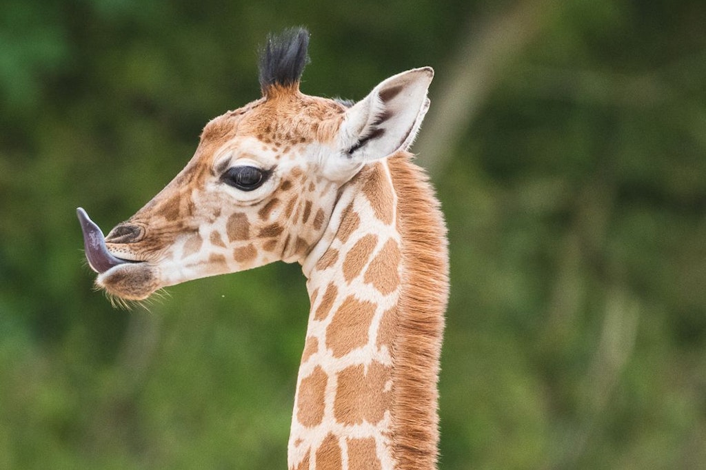 Die kleine Giraffe im Tierpark Berlin steckt die Zunge raus.
