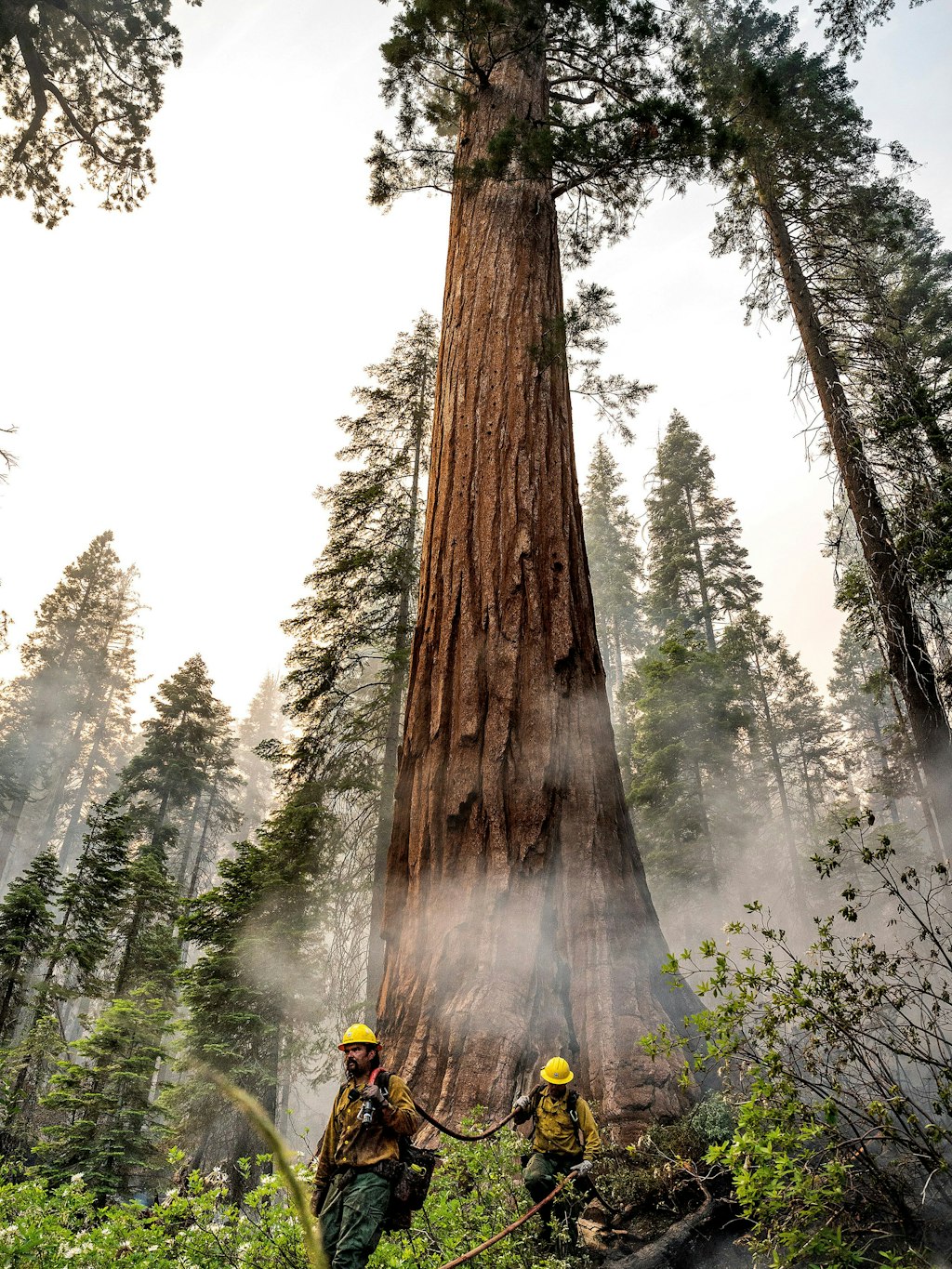 Feuerwehrleute schützen einen Mammutbaum im Yosemite-Nationalpark in Kalifornien.