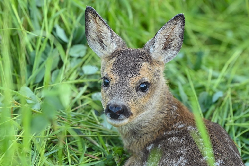 Rehkitz – die Muttertiere bleiben oft in der Nähe.