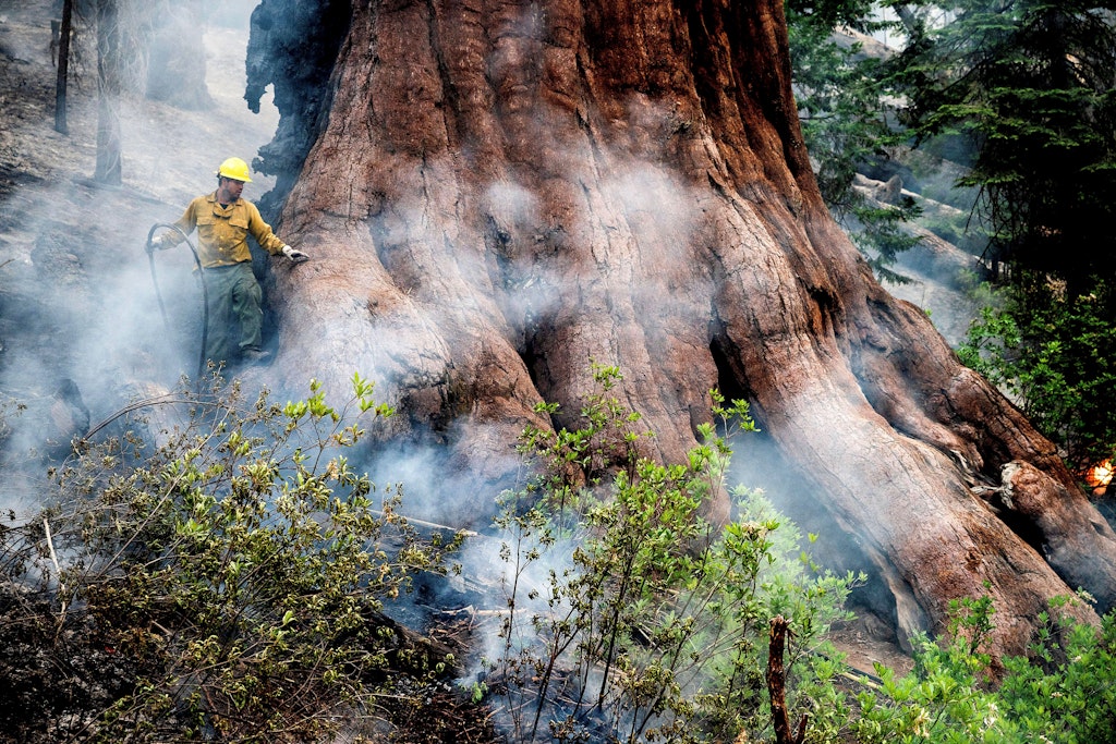 Waldbrände bedrohen die weltbekannten Mammutbäume im Yosemite-Nationalpark.