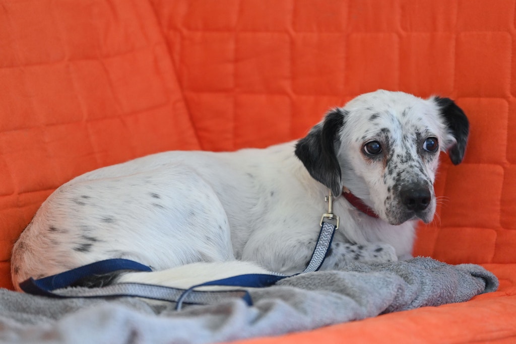 Ganz in der Ecke auf einem Sofa liegt der ängstliche Hund „Pünkti Anton“ auf dem Angsthundehof im Oderbruch von Hundetrainerin Antje Krause-Neufeld.