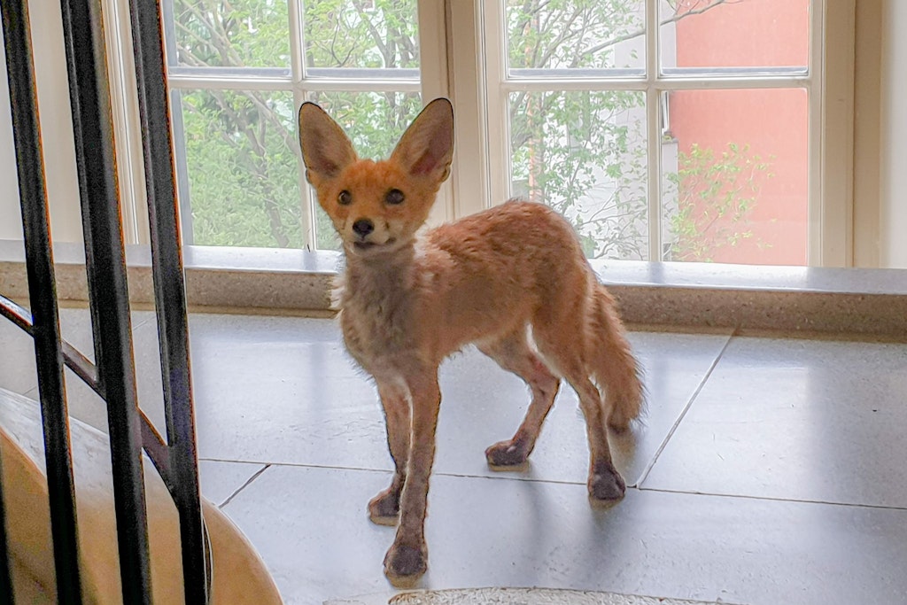 Ein Fuchs hat sich ins Dienstgebäude der Berliner Senatsverwaltung für Integration, Arbeit und Soziales in Kreuzberg geschlichen.