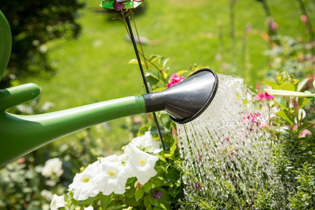 Das richtige Gießen ist bei großer Hitze besonders wichtig, damit die Pflanzen im Garten nicht eingehen.