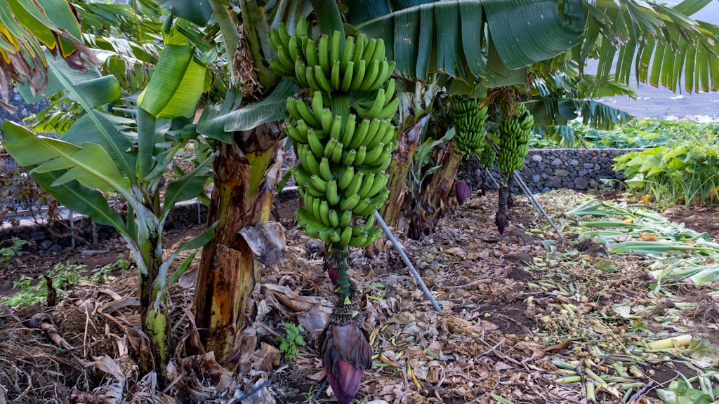 Bananen wachsen an Stauden.