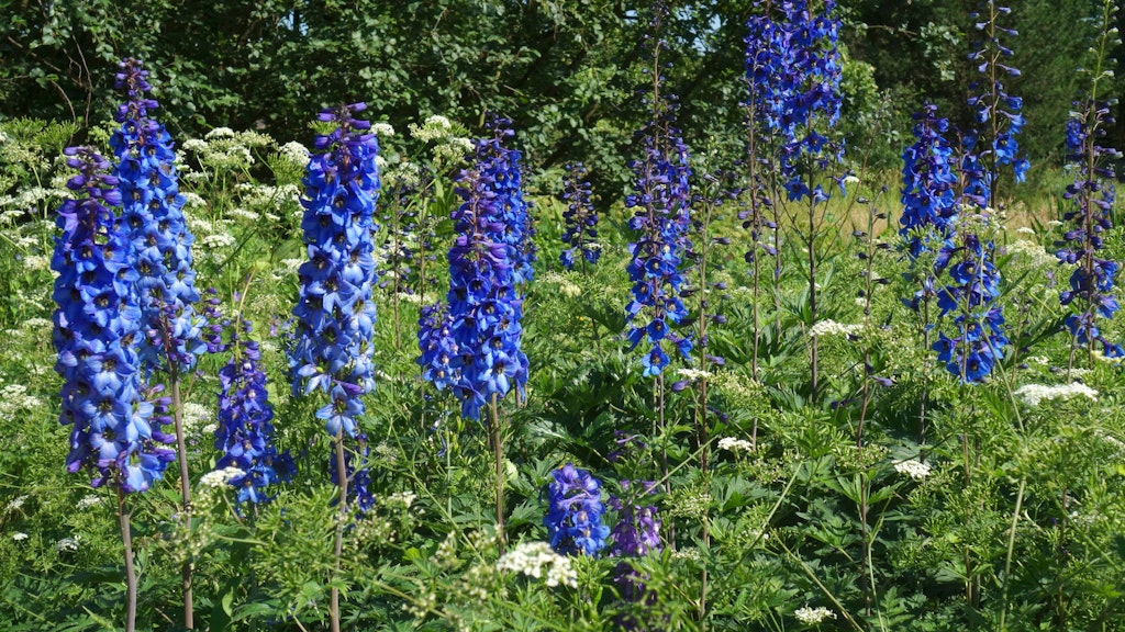 Rittersporn ist besonders im Hochsommer auf ausreichend Wasser angewiesen.