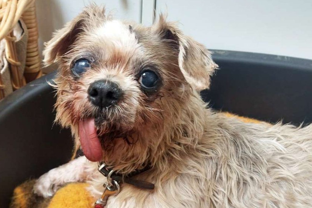 Hunde-Omi Lady wartet im Tierheim Berlin auf ein neues Zuhause.
