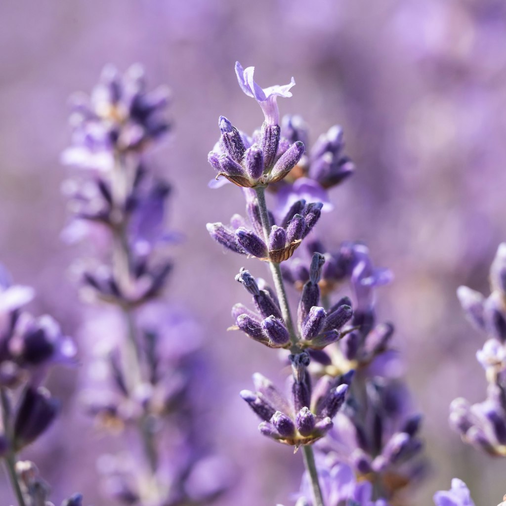 Er verbreitet Urlaubsfeeling auf Balkon, Terrasse und Garten: der Lavendel.