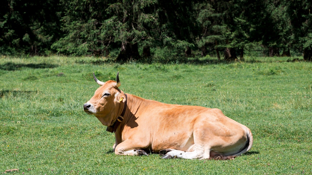 Kühe sind schöne Tiere - nur manchmal verirren sie sich.