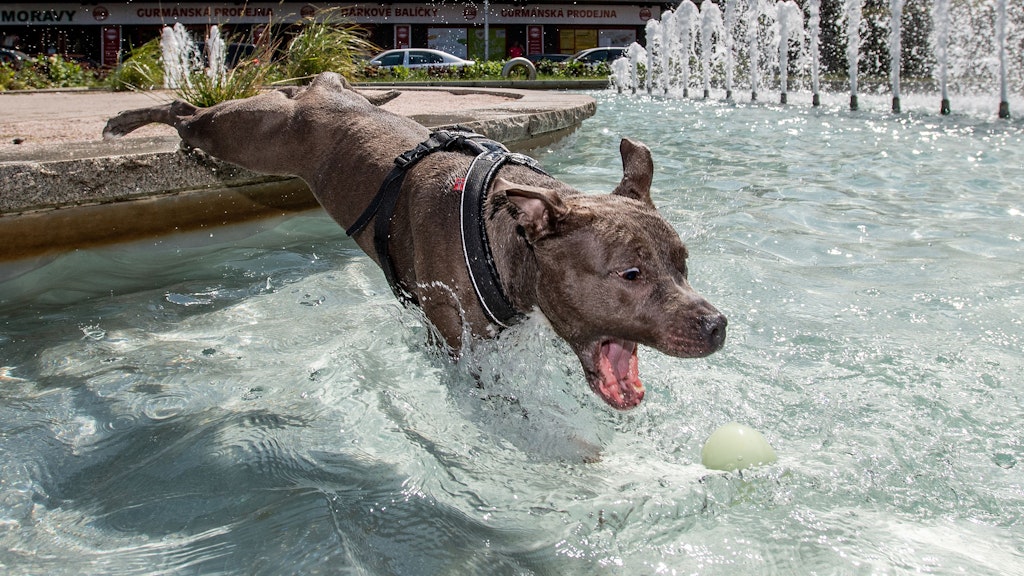 Auch Hunden tut bei großer Hitze eine Erfrischung gut.